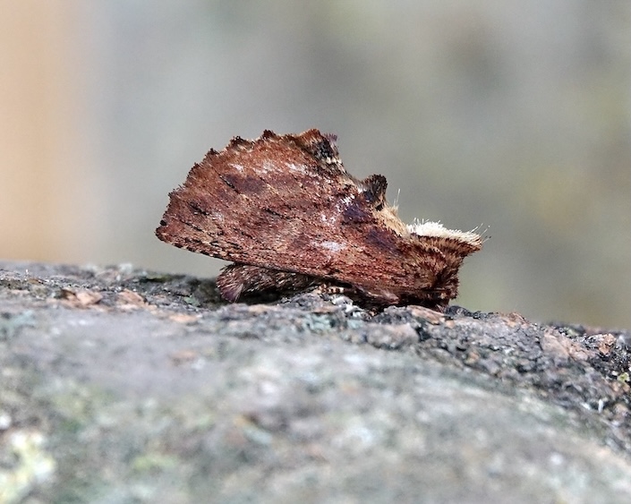 coxcomb prominent